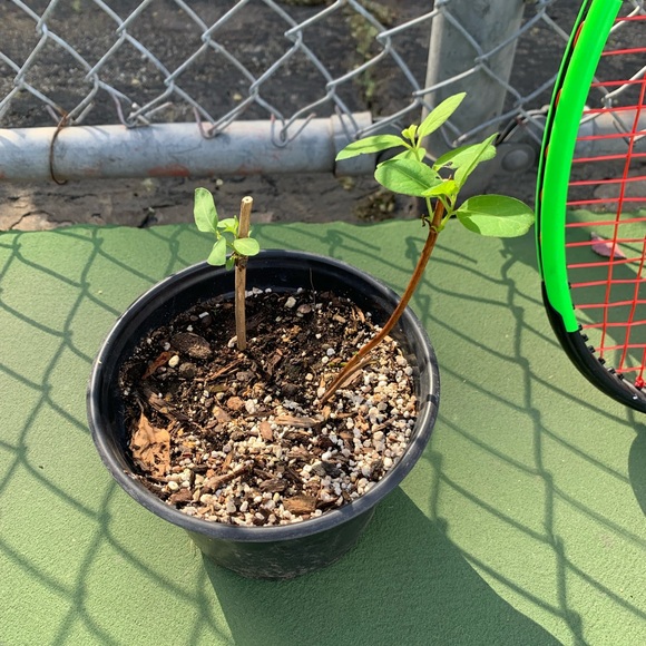 Meet your Posher, Christy - Picture 1 of 1